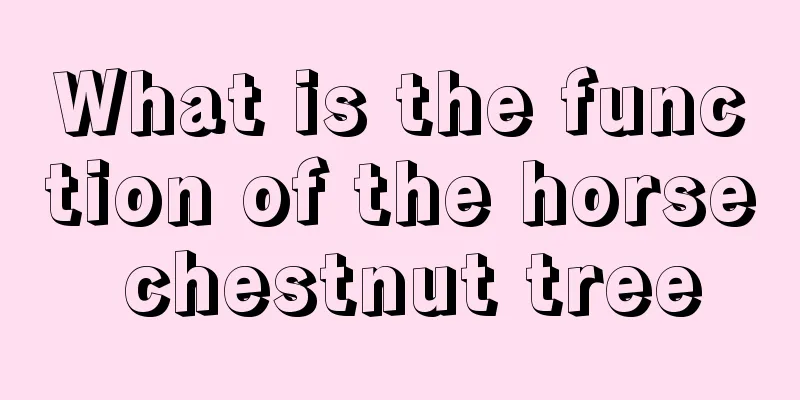 What is the function of the horse chestnut tree