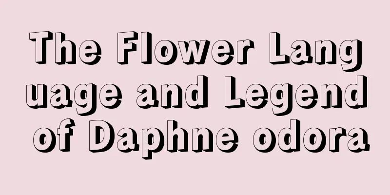 The Flower Language and Legend of Daphne odora