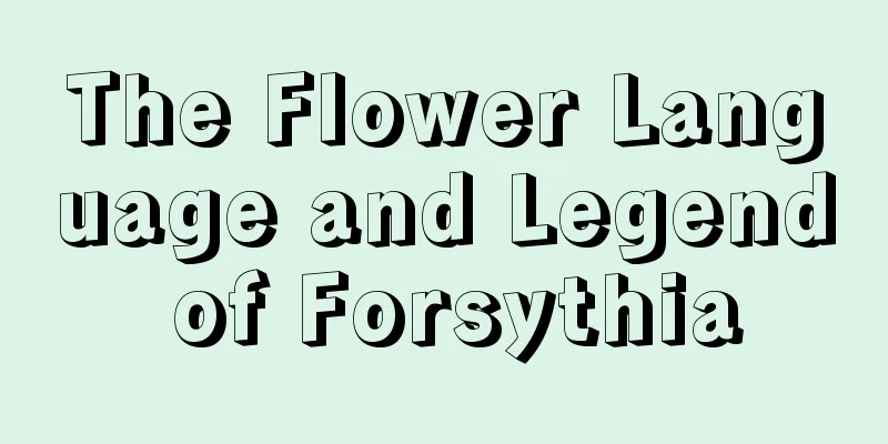 The Flower Language and Legend of Forsythia