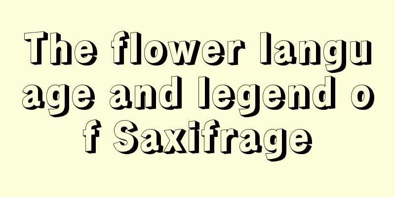 The flower language and legend of Saxifrage