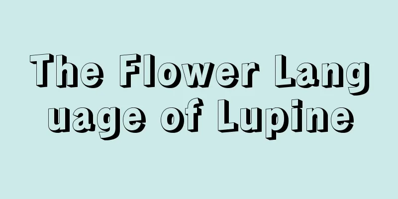 The Flower Language of Lupine