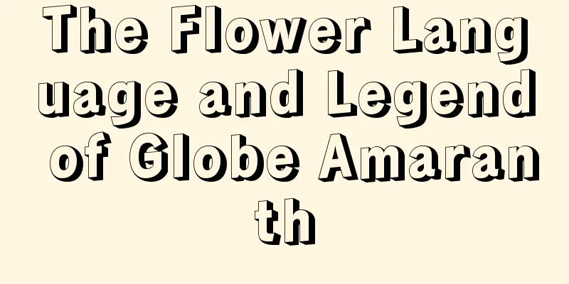 The Flower Language and Legend of Globe Amaranth