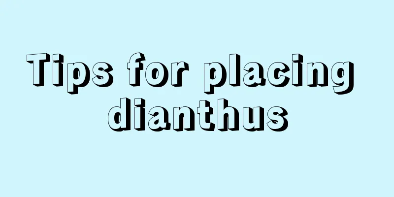 Tips for placing dianthus