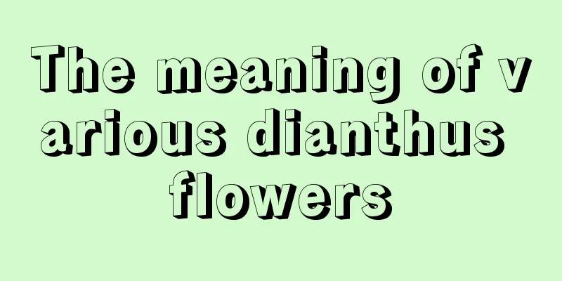 The meaning of various dianthus flowers