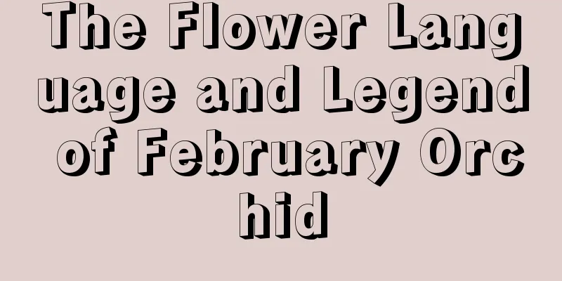 The Flower Language and Legend of February Orchid