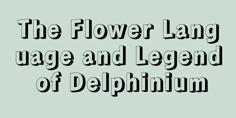 The Flower Language and Legend of Delphinium