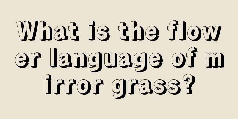 What is the flower language of mirror grass?