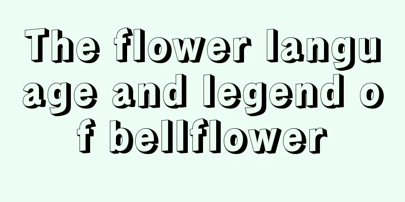 The flower language and legend of bellflower