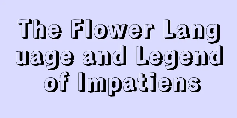 The Flower Language and Legend of Impatiens