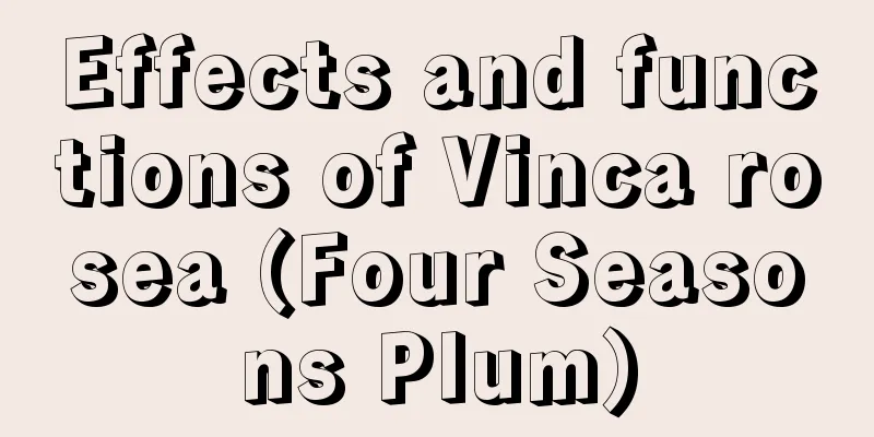 Effects and functions of Vinca rosea (Four Seasons Plum)