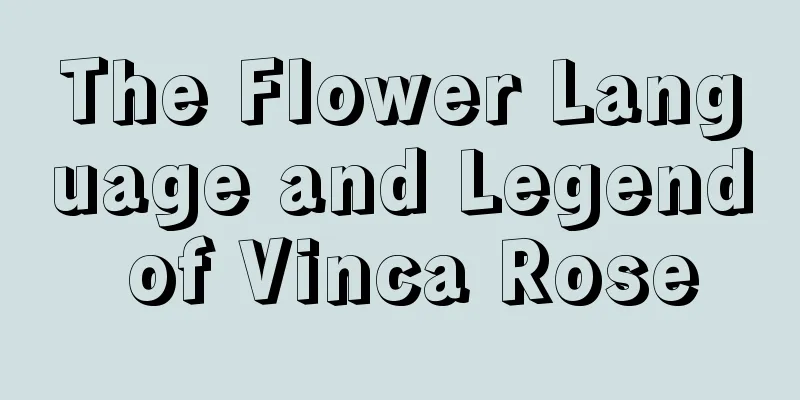 The Flower Language and Legend of Vinca Rose