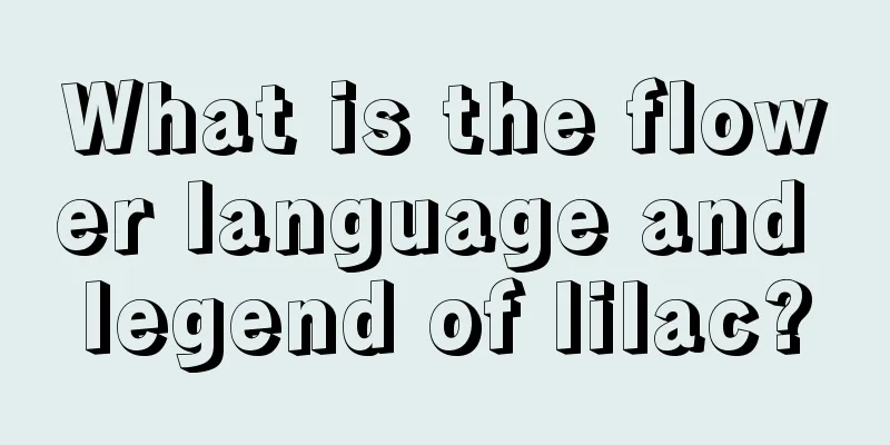 What is the flower language and legend of lilac?