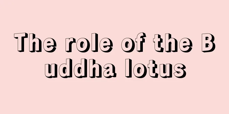 The role of the Buddha lotus