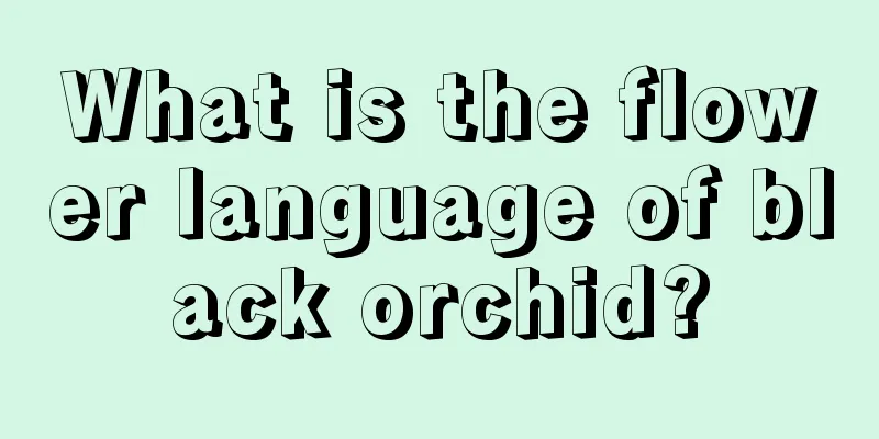 What is the flower language of black orchid?