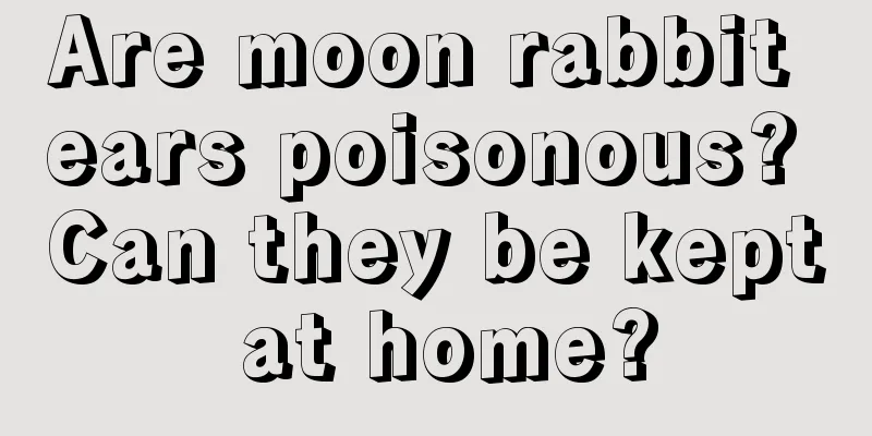 Are moon rabbit ears poisonous? Can they be kept at home?