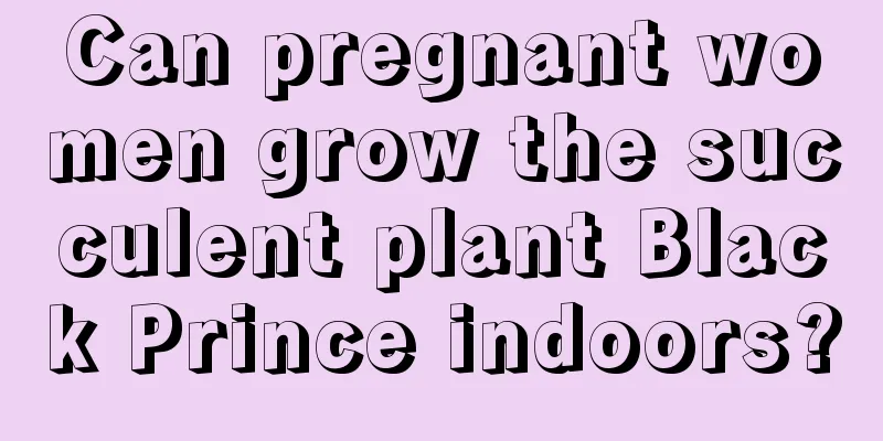 Can pregnant women grow the succulent plant Black Prince indoors?