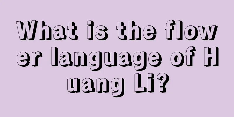 What is the flower language of Huang Li?