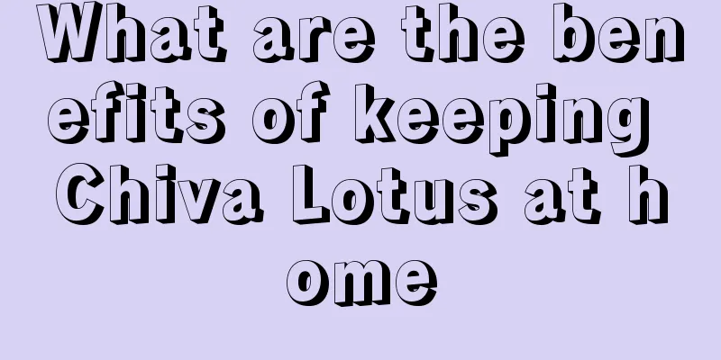 What are the benefits of keeping Chiva Lotus at home