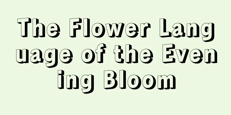 The Flower Language of the Evening Bloom