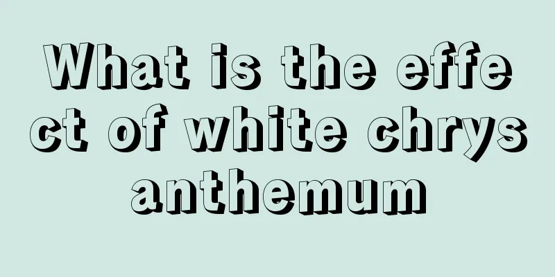 What is the effect of white chrysanthemum