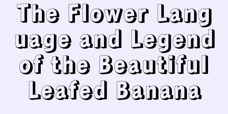 The Flower Language and Legend of the Beautiful Leafed Banana