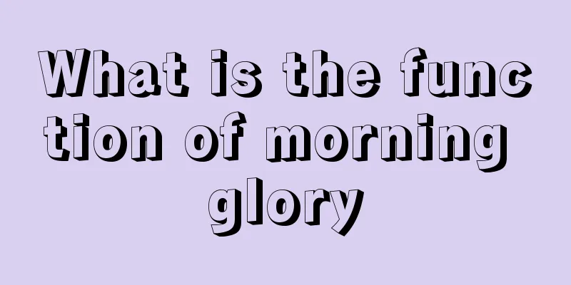 What is the function of morning glory