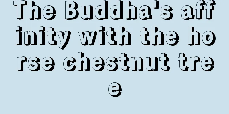 The Buddha's affinity with the horse chestnut tree