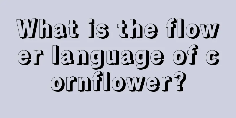 What is the flower language of cornflower?