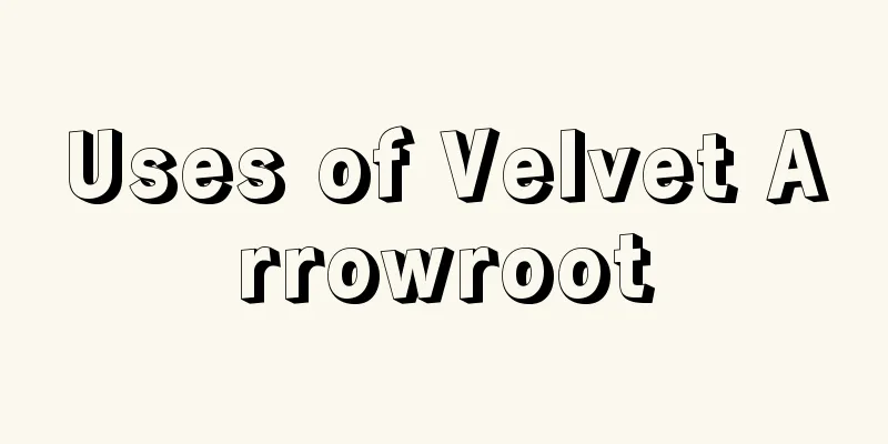 Uses of Velvet Arrowroot