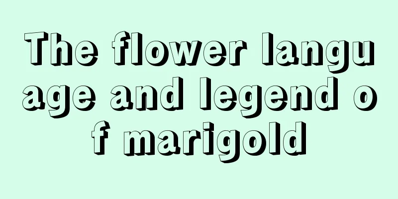 The flower language and legend of marigold