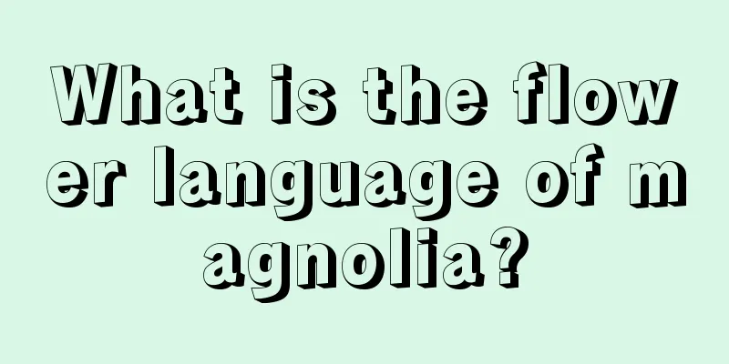 What is the flower language of magnolia?