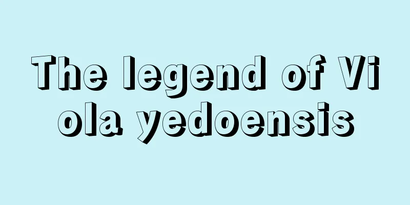 The legend of Viola yedoensis