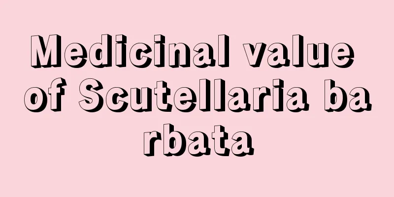 Medicinal value of Scutellaria barbata