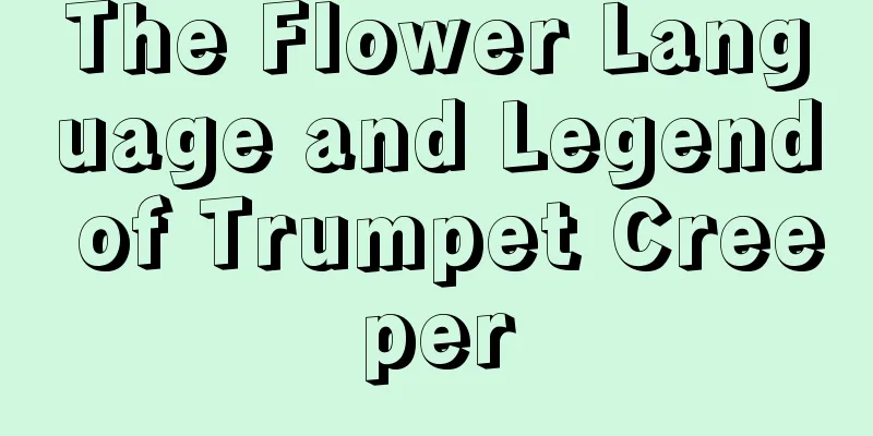 The Flower Language and Legend of Trumpet Creeper