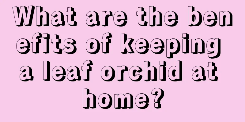 What are the benefits of keeping a leaf orchid at home?