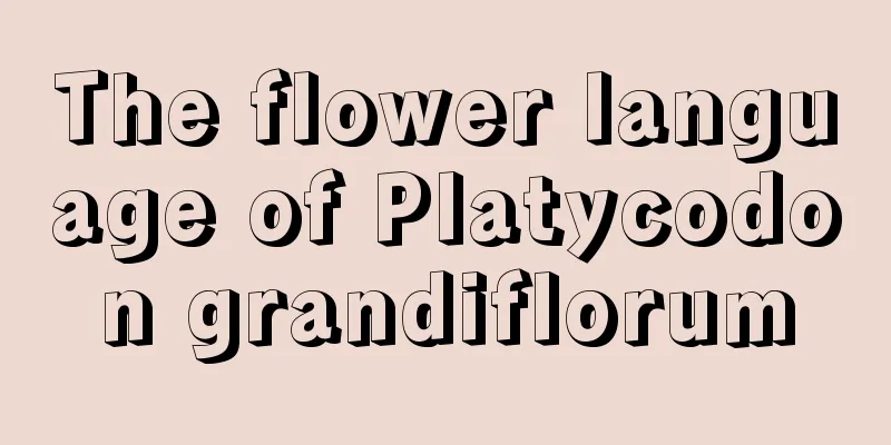 The flower language of Platycodon grandiflorum