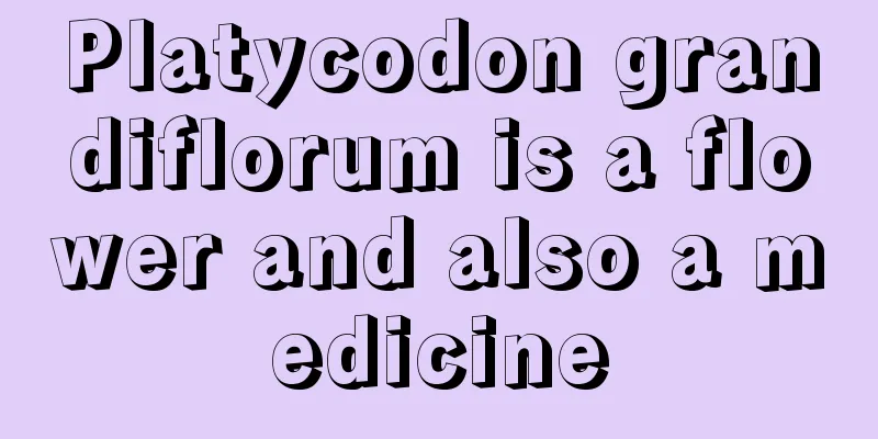 Platycodon grandiflorum is a flower and also a medicine