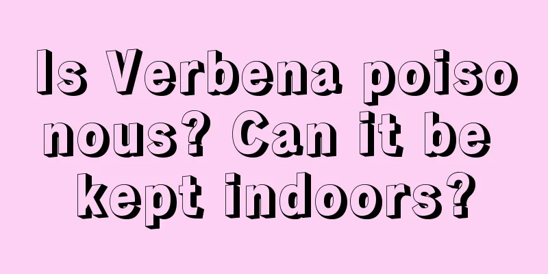 Is Verbena poisonous? Can it be kept indoors?