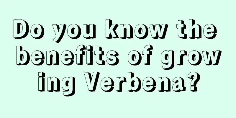 Do you know the benefits of growing Verbena?