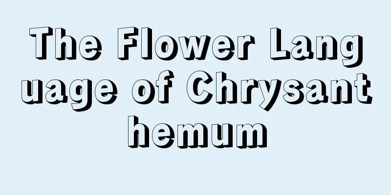 The Flower Language of Chrysanthemum