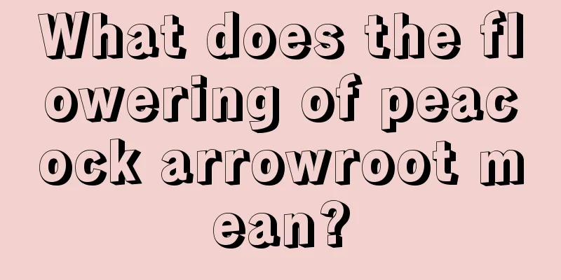 What does the flowering of peacock arrowroot mean?