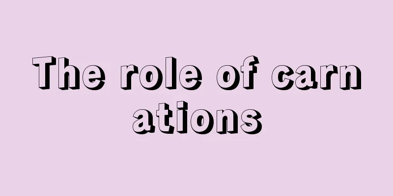 The role of carnations