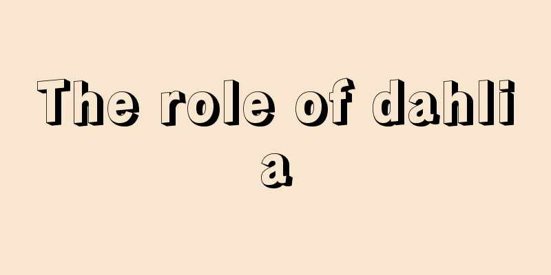 The role of dahlia