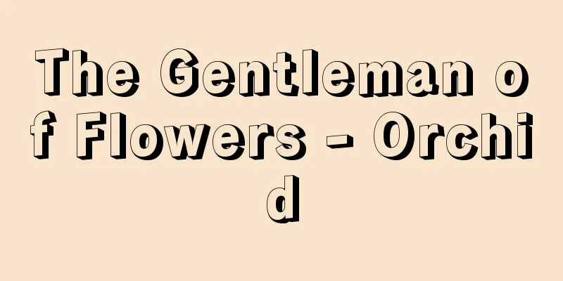 The Gentleman of Flowers - Orchid