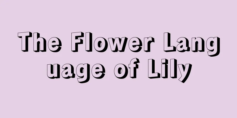 The Flower Language of Lily