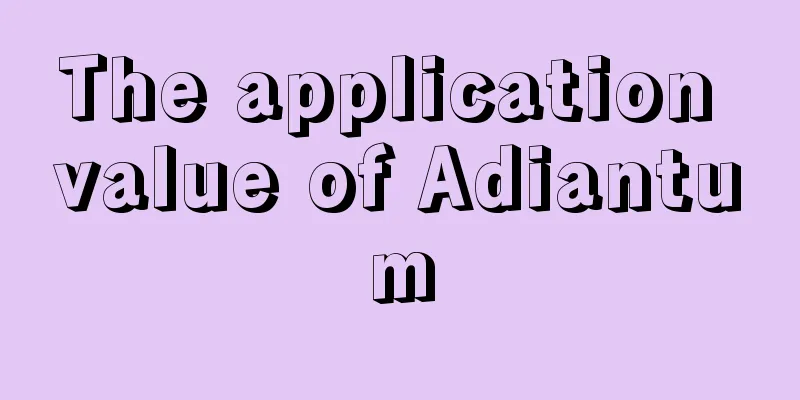 The application value of Adiantum