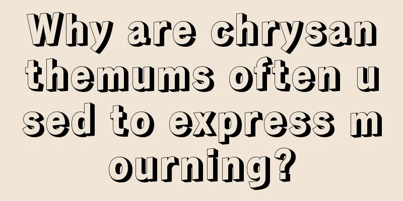 Why are chrysanthemums often used to express mourning?