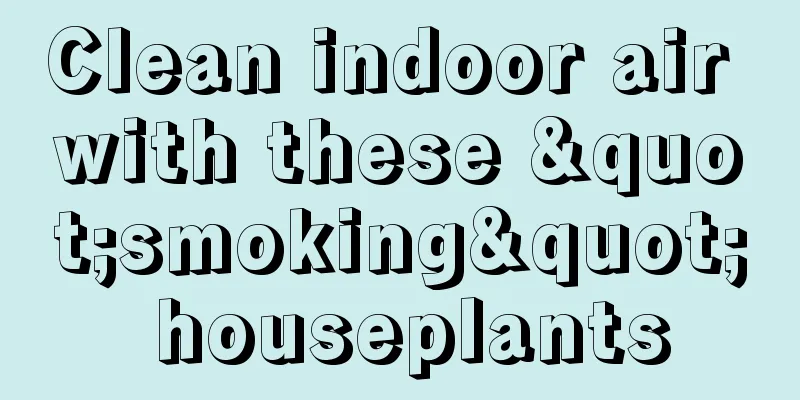 Clean indoor air with these "smoking" houseplants