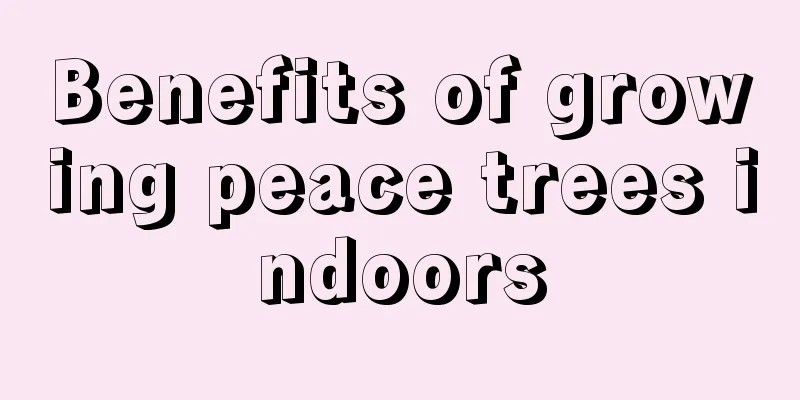 Benefits of growing peace trees indoors