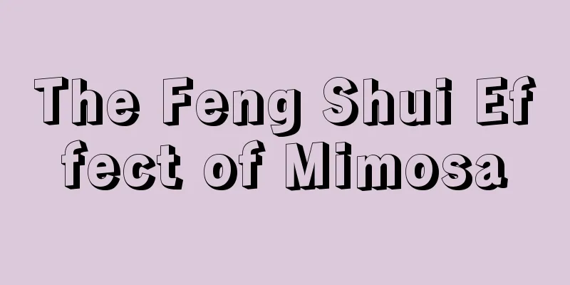 The Feng Shui Effect of Mimosa